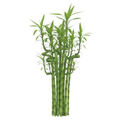 Obraz premium A cluster of lucky bamboo stalks with green leaves isolated on transparent background