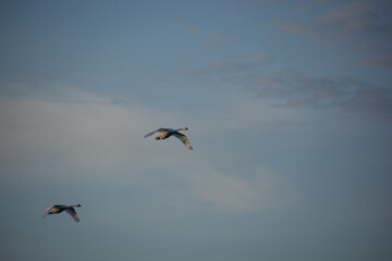 birds flying in the sky