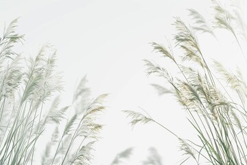 Obraz premium green grass background
