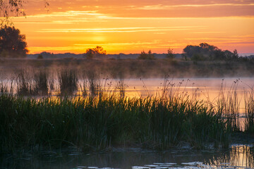 reeds in the lake