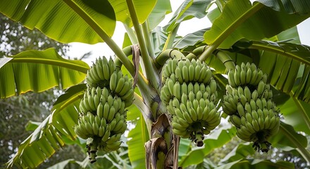 Green Bananas Cluster on a Banana Tree.