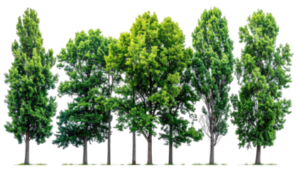 Row of lush green trees, various shades