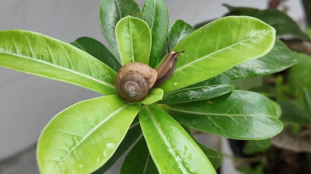High-resolution video of a small snail crawling in Guangxi, China, showing detailed shell textures, slow movements, and natural surroundings, perfect for scientific research, nature documentaries, env