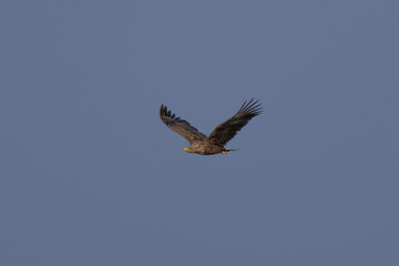 Adult White-tailed eagles in flight.