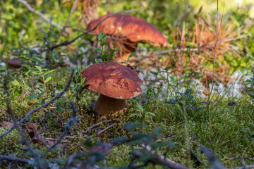Cep Mushroom Growing in Autumn Forest.