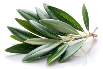 Obraz premium Leafy green olive tree branch