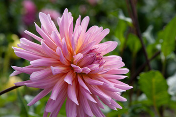 Obraz premium Pink flowers. Dahlia pinnata, commonly known as a garden dahlia. Big beautiful flower balls with lots of petals for background, post, screensaver, wallpaper, postcard, banner, cover, website