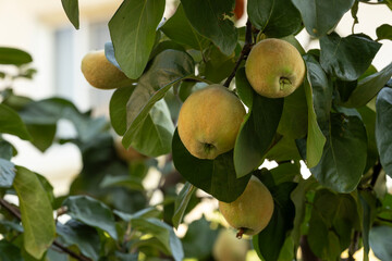 Close-up of developing quince fruits hanging on a tree branch among green leaves. These fuzzy, yellow-green fruits are ripening, signaling the approach of autumn harvest season.