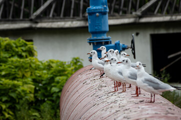 A flock of gulls is sitting on a big metal pipe. Wildlife concept.	