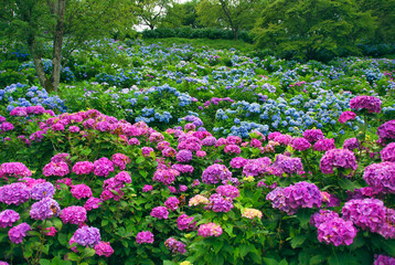 あじさい　埼玉　美の山公園
