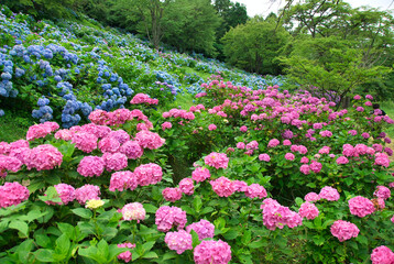 あじさい　埼玉　美の山公園