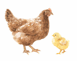 Watercolor painting of a mother hen and her chick on a white background
