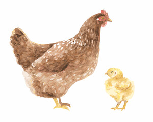 Watercolor painting of a mother hen and her chick