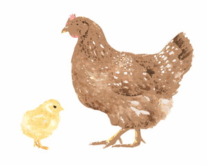 Watercolor illustration of a mother hen and her chick on a white background