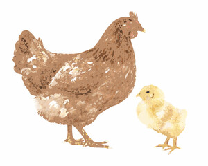 Watercolor illustration of a mother hen and her chick