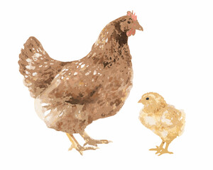 Watercolor painting of a mother hen and her chick on a white background