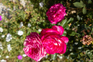 Obraz premium Close-up of vibrant pink roses blooming among green leaves in a garden