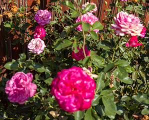Close-up of vibrant pink roses blooming among green leaves in a garden
