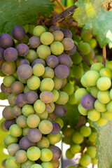 A vibrant bunch of grapes displays the beautiful colors of veraison, with both green and purple berries ripening on the vine. Bathed in autumn sunlight, they signal the approaching harvest season.