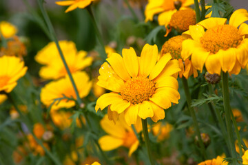 Yellow flowers. Glebionis segetum, Glebionis coronaria or the Crown daisy flowers. A field of small golden flowers for background, post, screensaver, wallpaper, postcard, banner, cover, website
