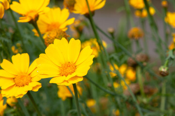 Obraz premium Yellow flowers. Glebionis segetum, Glebionis coronaria or the Crown daisy flowers. A field of small golden flowers for background, post, screensaver, wallpaper, postcard, banner, cover, website