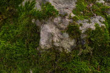 Stone texture covered with green moss