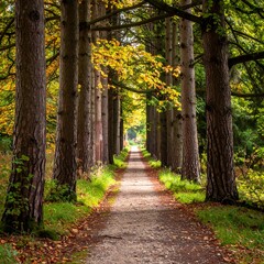 Autumn path through trees