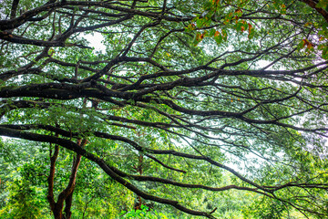 Close-up of natural background of various trees on high mountains and mist spreading throughout the trees as rain falls on the way.