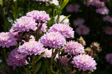 Obraz premium Soft white and violet autumn flower background. Beautiful fluffy aster flowers. Aster flower in autumn garden close up for background, post, screensaver, wallpaper, postcard, banner, cover, website