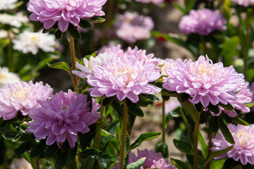 Fototapeta premium Soft white and violet autumn flower background. Beautiful fluffy aster flowers. Aster flower in autumn garden close up for background, post, screensaver, wallpaper, postcard, banner, cover, website