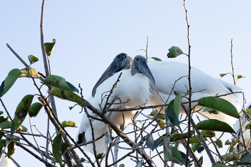アメリカ、フロリダ州の湿地の木の上で留まる２羽のアメリカトキコウ