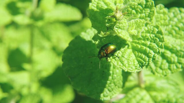 Macro close-up of leaf beetle on plant