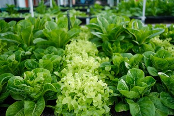 Close-up of green cos lettuce in a clean vegetable farm. Clean and safe organic vegetables ready to be harvested and delivered to consumers.