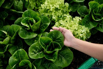 A woman's hands are hugging a large green vegetable plant in an organic vegetable patch.