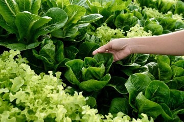 A woman's hands are hugging a large green vegetable plant in an organic vegetable patch.