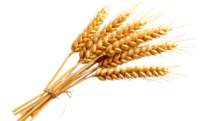 Close-up of a bunch of golden wheat stalks tied together