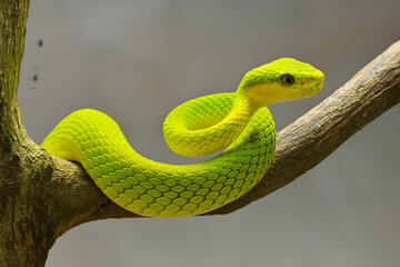 Fototapeta premium Emerald Green Tree Viper Coiled on a Branch Striking Reptile, Wild Snake, and Rainforest Predator Nature Scene