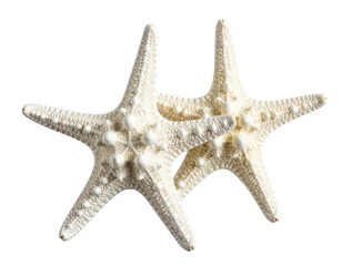Two white starfish, close-up, isolated