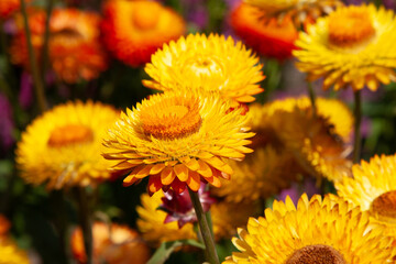 Golden flower field. Strawflowers, Golden Everlasting. Big pleasant yellow flowers in summer garden for background, post, screensaver, wallpaper, postcard, banner, cover, website