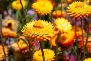 Golden flower field. Strawflowers, Golden Everlasting. Big pleasant yellow flowers in summer garden for background, post, screensaver, wallpaper, postcard, banner, cover, website