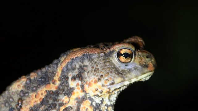 Common toad (Bufo bufo) with orange-striped pattern at night, Czech Republic.