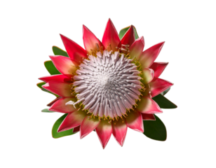 Minimalist Top-Down View of Protea Blossom, Stylized Botanical Composition, White Background