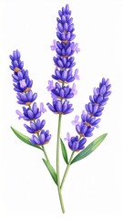 Fototapeta premium Three Watercolor Sprigs of Purple Lavender with Green Leaves on White Background