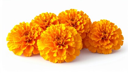 Group of Vibrant Orange Marigold Flowers on White Background Still Life