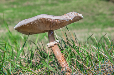 closeup on a beautiful large parasol mushroom growing in a the grass in a meadow