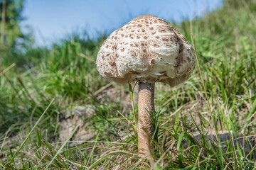 closeup on a beautiful parasol mushroom growing in a the grass in a meadow  under blue sky