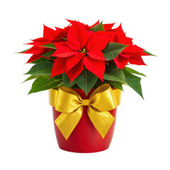 Vibrant red poinsettia plant with festive gold bow decoration for holiday cheer