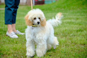 Dwarf apricot poodle puppy on the grass during a walk