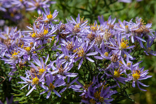 Cute little violet flower. Aster sedifolius or Galatella sedifolia. Summerpurple flowers with a beautiful golden center for background, post, screensaver, wallpaper, postcard, banner, cover, website