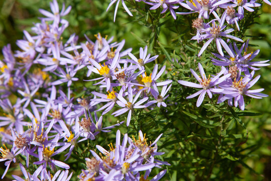 Cute little violet flower. Aster sedifolius or Galatella sedifolia. Summerpurple flowers with a beautiful golden center for background, post, screensaver, wallpaper, postcard, banner, cover, website